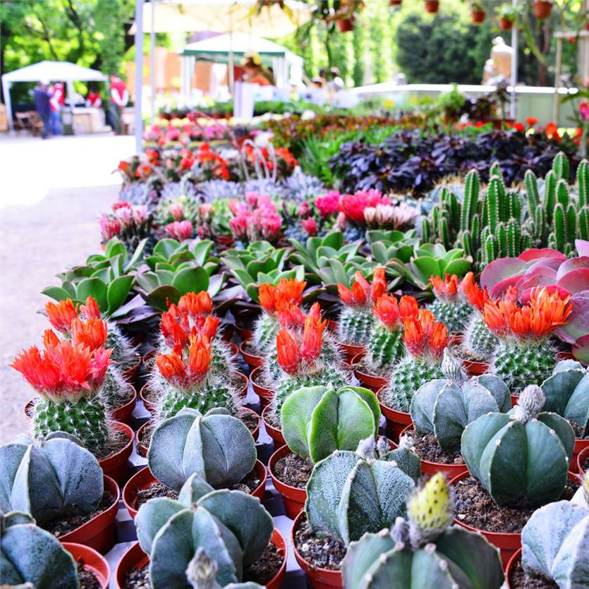 il mercato dei fiori non si tocca